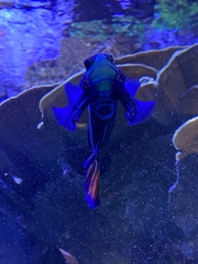 Synchiropus