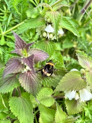 Bombus lucorum