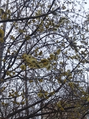 Salix