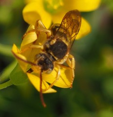 Nomada luteoloides