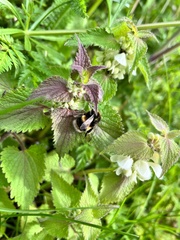 Bombus lucorum