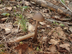 Entoloma hirtipes