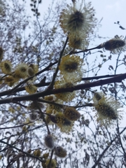 Salix