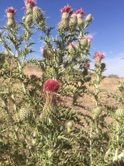 Cirsium ochrocentrum