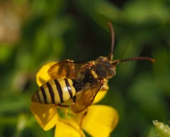 Nomada luteoloides