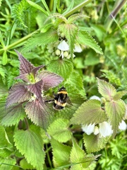 Bombus lucorum
