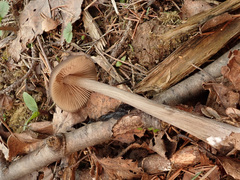 Entoloma hirtipes