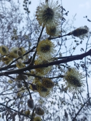 Salix