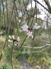 Retama monosperma