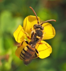 Nomada luteoloides