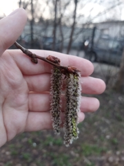 Populus tremula