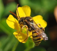 Nomada luteoloides