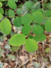 Symphoricarpos albus