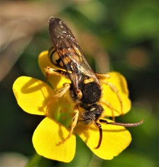 Nomada luteoloides