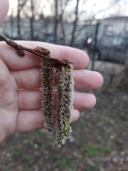 Populus tremula