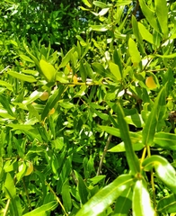 Amphibolips quercusracemaria