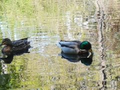 Anas platyrhynchos