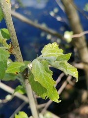 Populus alba