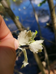 Populus alba