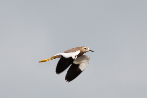 White-tailed Lapwing