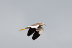White-Tailed Lapwing photo 2