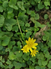 Ficaria verna
