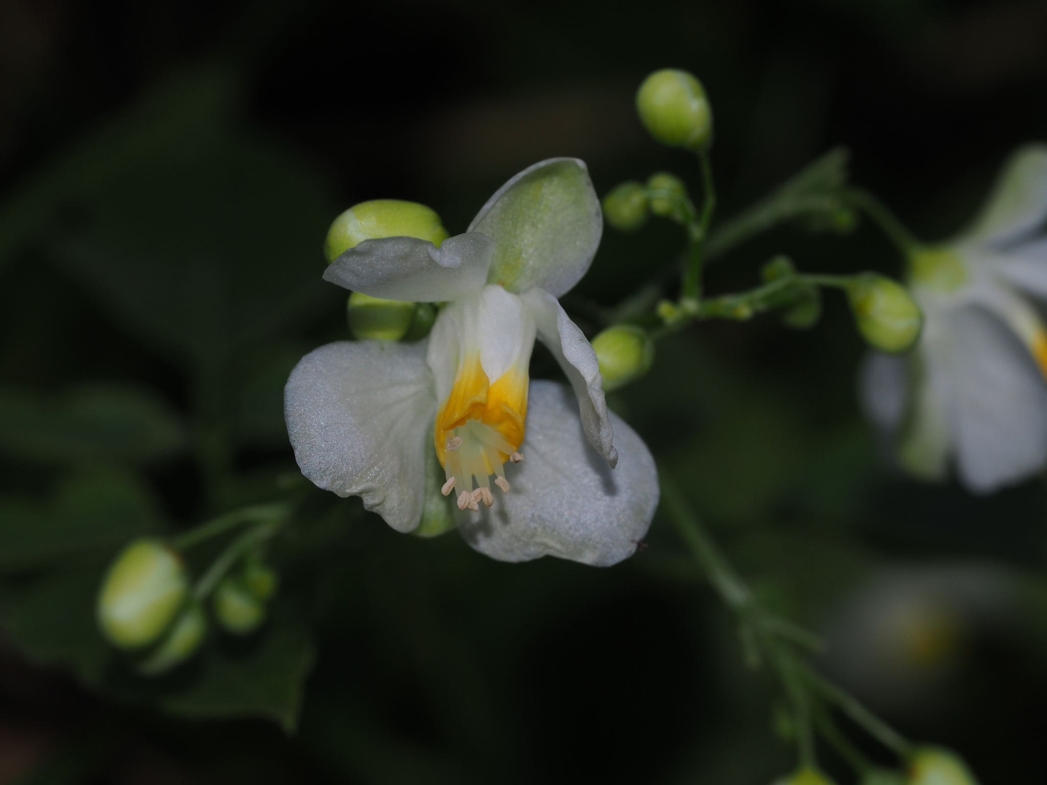 Cardiospermum grandiflorum
