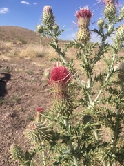 Cirsium ochrocentrum