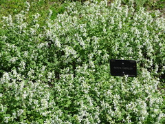 Nepeta caerulea
