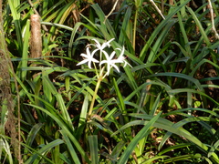 Crinum americanum