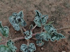 Nyctaginia capitata