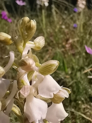 Anacamptis morio