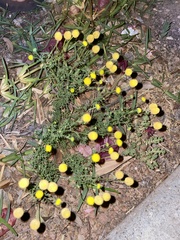 Oncosiphon pilulifer