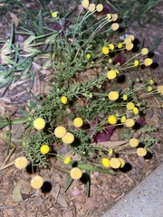 Oncosiphon pilulifer