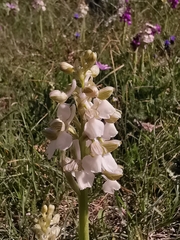 Anacamptis morio