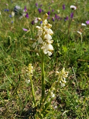 Anacamptis morio