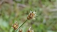 Luzula multiflora multiflora
