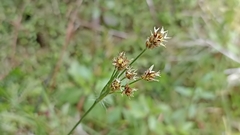 Luzula multiflora multiflora