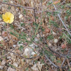 Fumana arabica