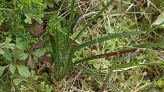 Luzula multiflora multiflora
