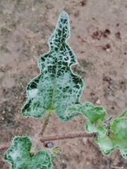 Nyctaginia capitata