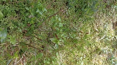 Luzula multiflora multiflora