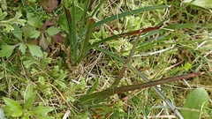 Luzula multiflora multiflora
