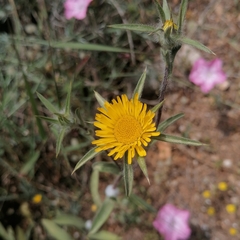 Pallenis spinosa