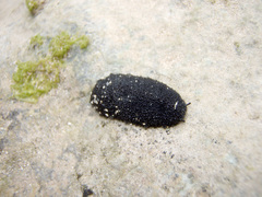 Onchidella floridana