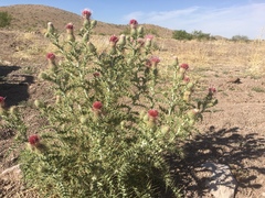 Cirsium ochrocentrum