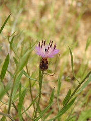 Centaurea aspera stenophylla