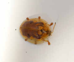 Eurypepla brevilineata