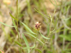 Centaurea aspera stenophylla