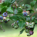 Northern Highbush Blueberry - Photo (c) Annkatrin Rose, some rights reserved (CC BY-NC-SA)
